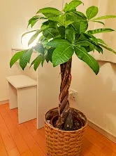 エステで叶える埼玉県越谷市の自宅サロン小顔フェイシャル体験と効果の持続方法